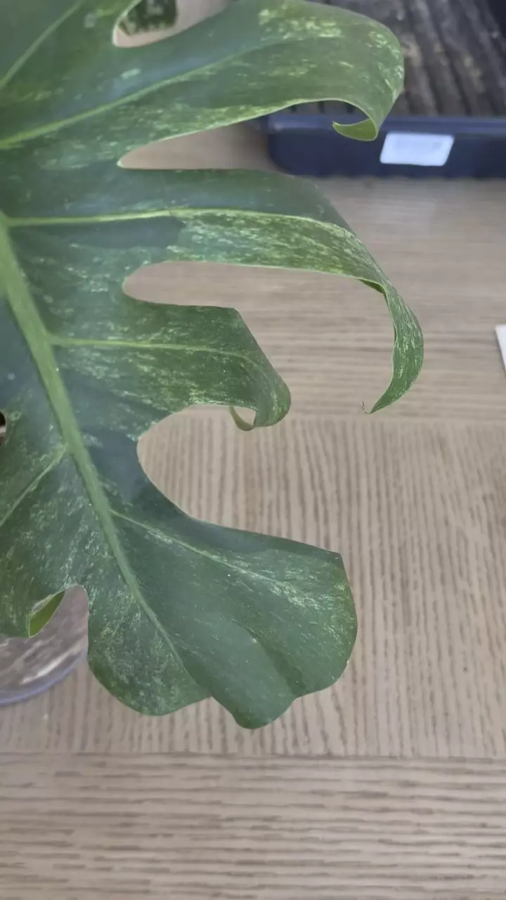 plant/Jungle mint Noid-4