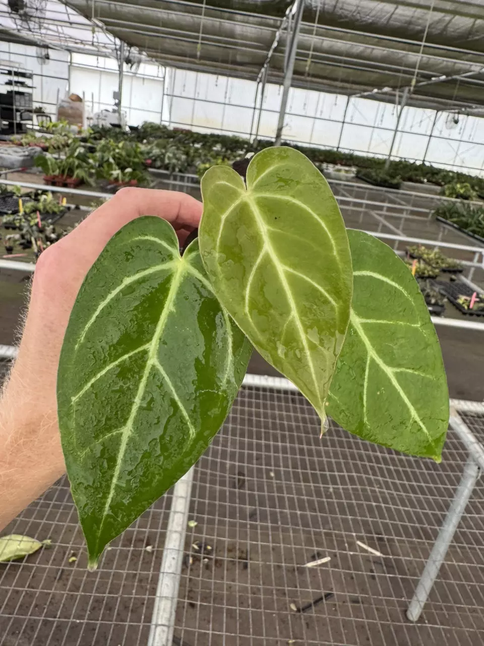 plant/Seed grown anthurium blue papillilaminum x carlablackiae starter plant growers-1
