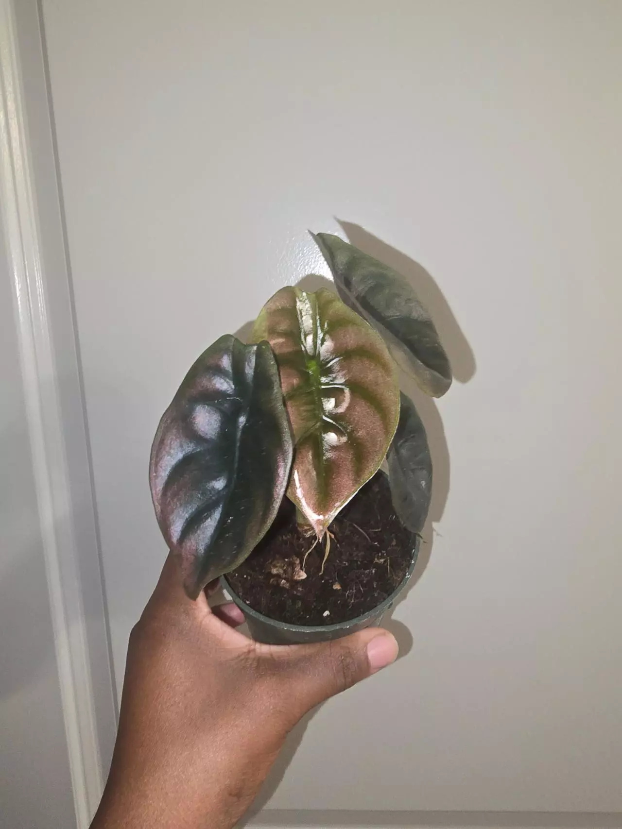 plant/Alocasia Cuprea 'Red Secret' in 4 inch pot.-0