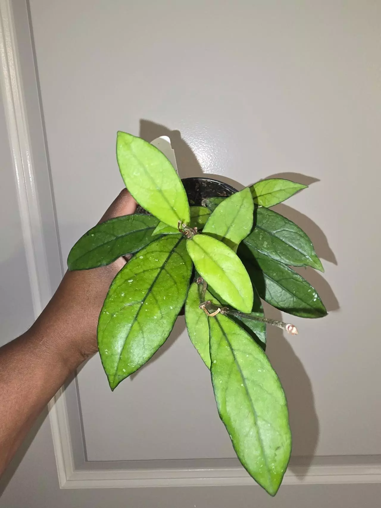 plant/Hoya Crassipetiola in 4 inch pot.-0