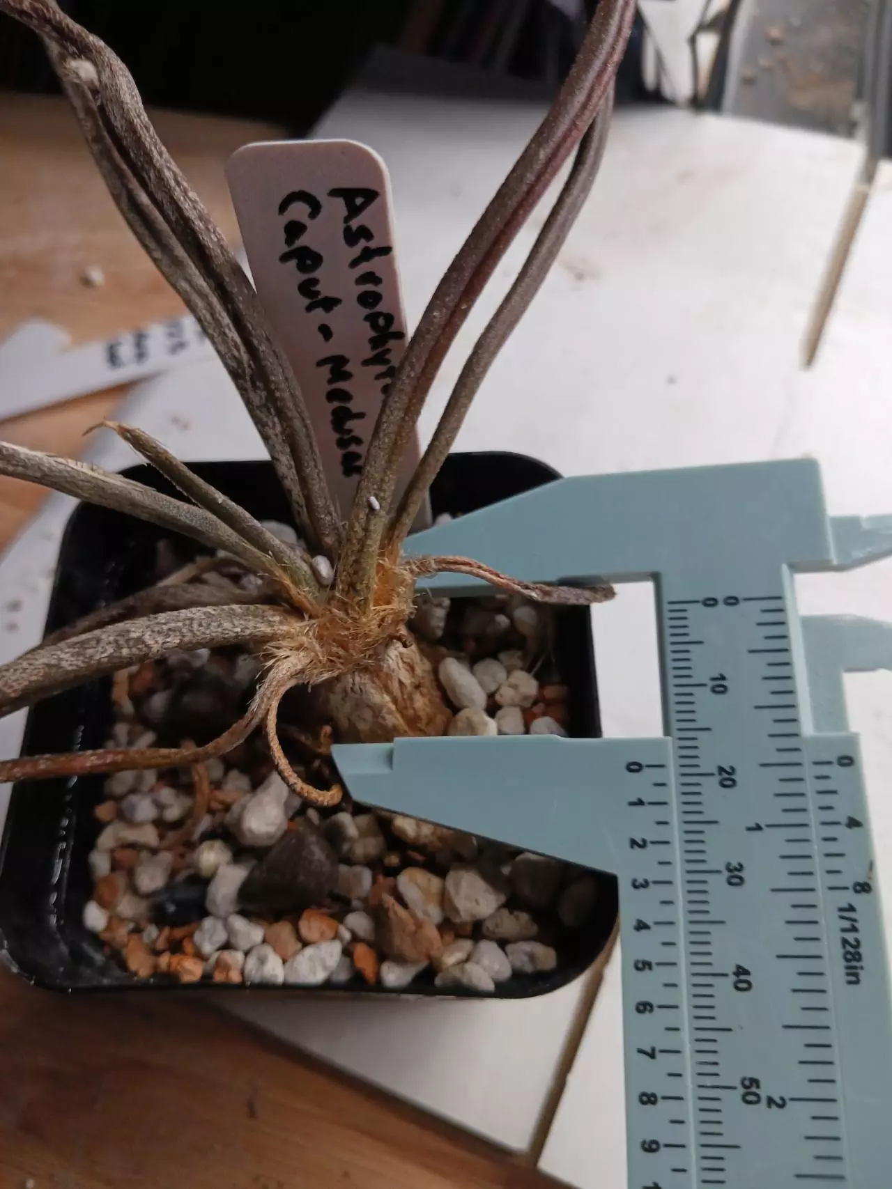 plant/Astrophytum caput medusae-0