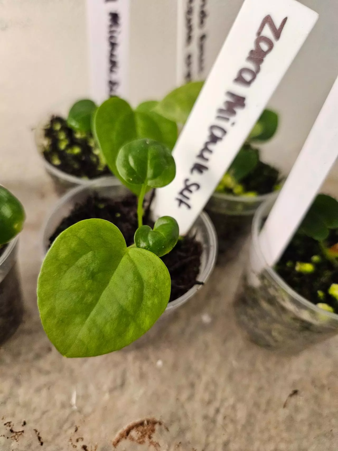 plant/Zara Michelle x Self 2-3 leaf seedling-1