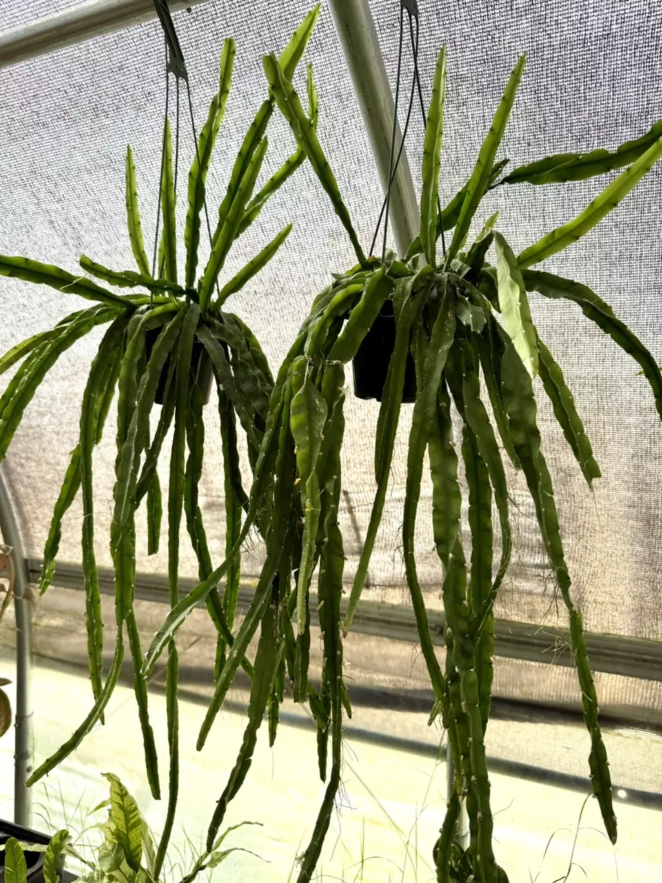 plant/XL Rhipsalis Hurricane-1