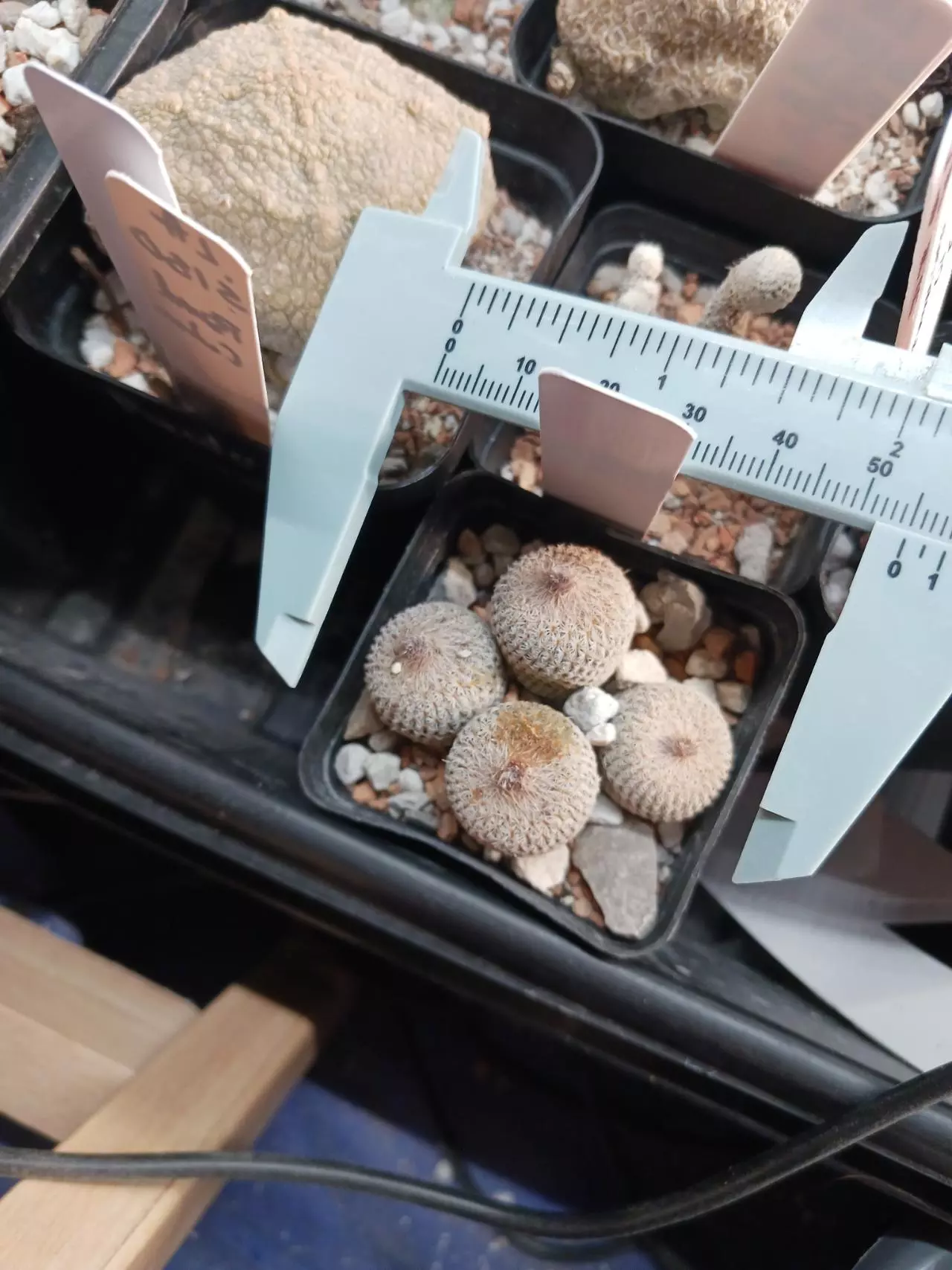 plant/Epithelantha micromeris-1