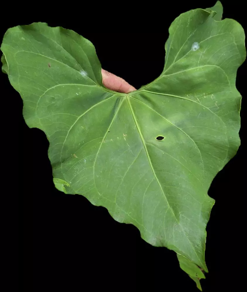 plant/Anthurium rionegrense (Rio Negro, Chiapas) 2x seedlings.-0