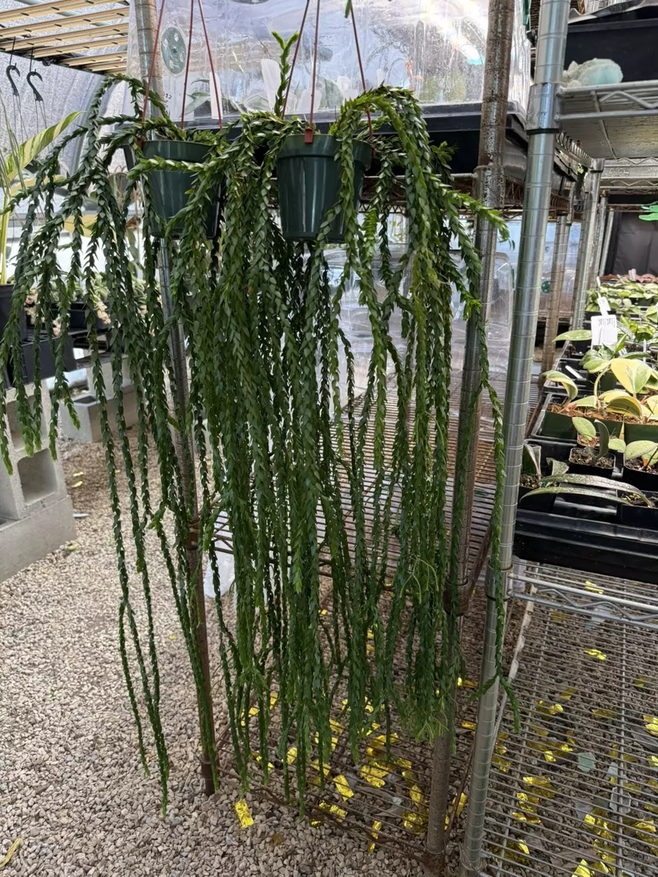 plant/XL Huperzia Hang Hong (long)-1