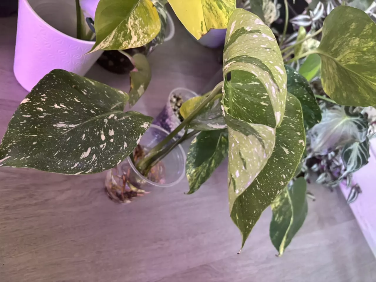 plant/Monstera Medusa-0