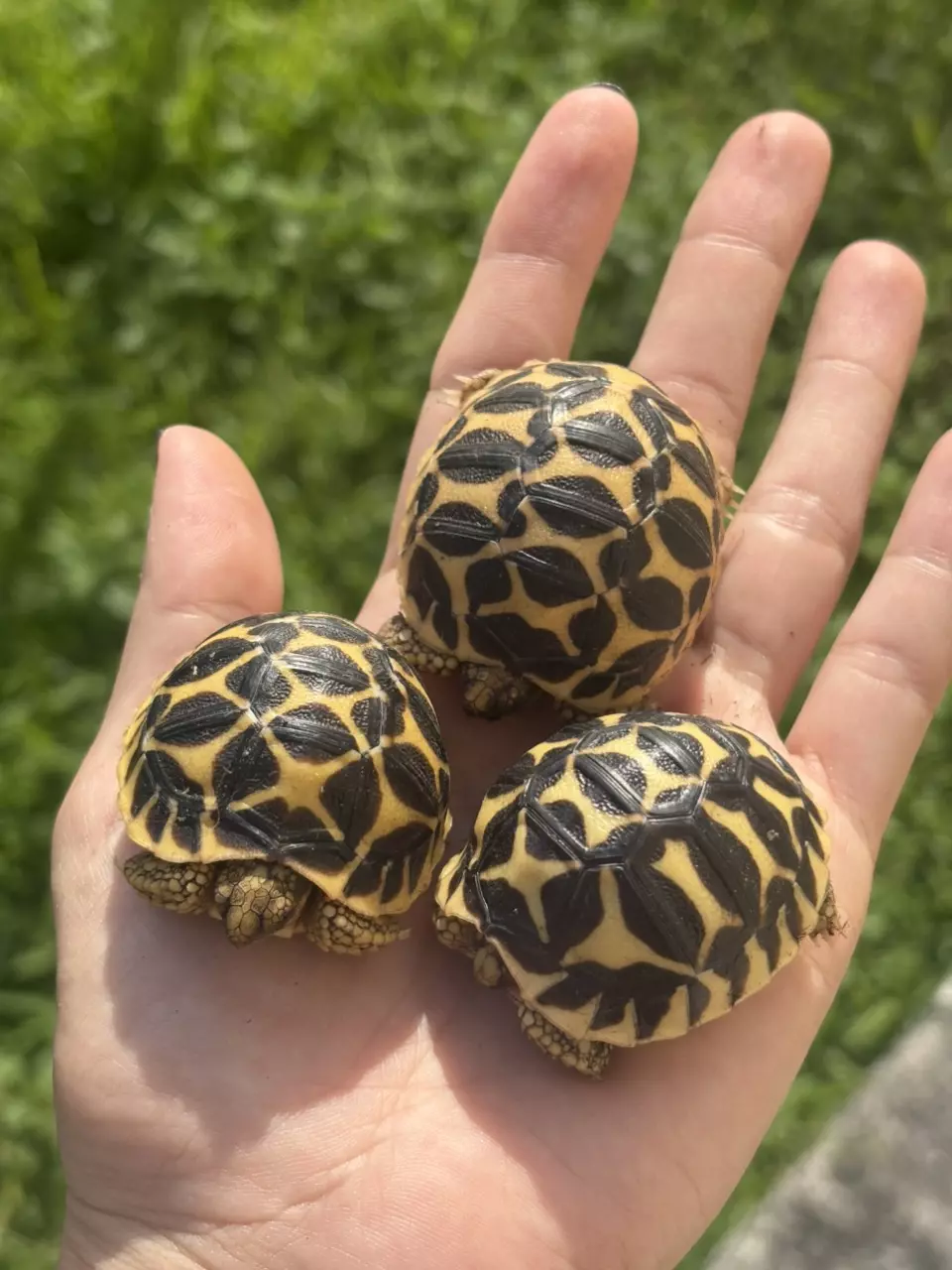 plant/Sri Lankan Star Tortoise babies-2
