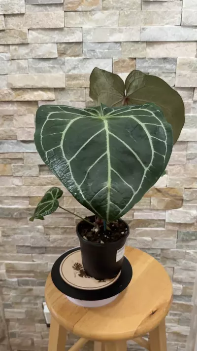 plant/Anthurium (Black Widow x Michelle) X (Michelle x Zara)-0-thumbnail