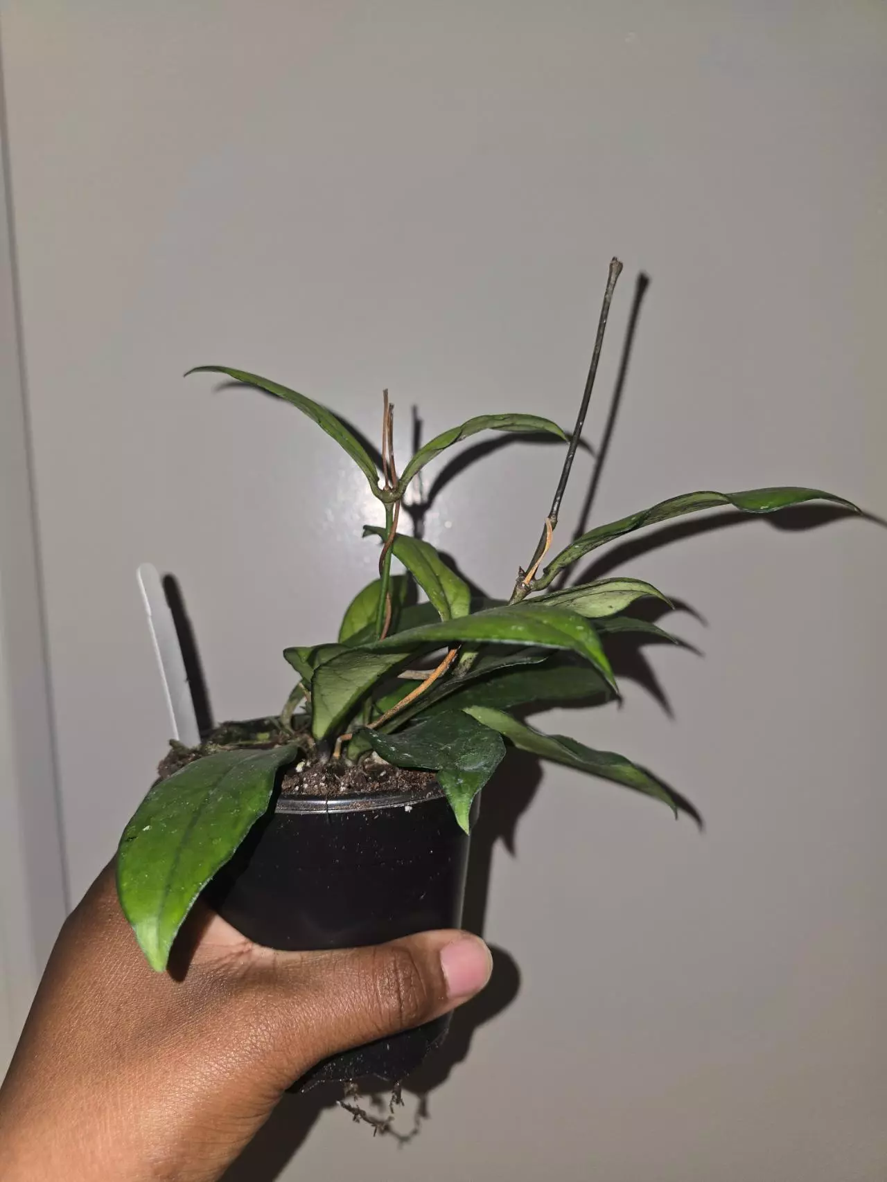 plant/Hoya Crassipetiola in 4 inch pot.-1