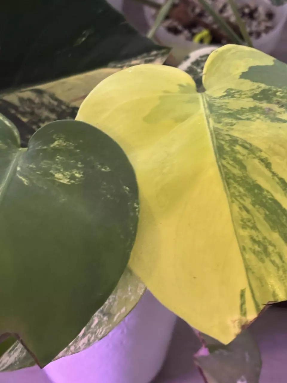 plant/Monstera Pom Pom-0