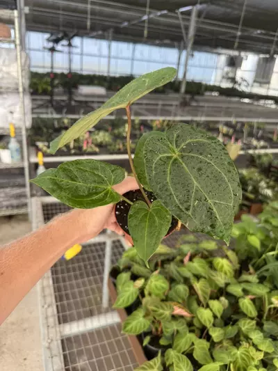 plant/Anthurium dark phoenix x crystallinum dark form 4” pot growers choice-5-thumbnail