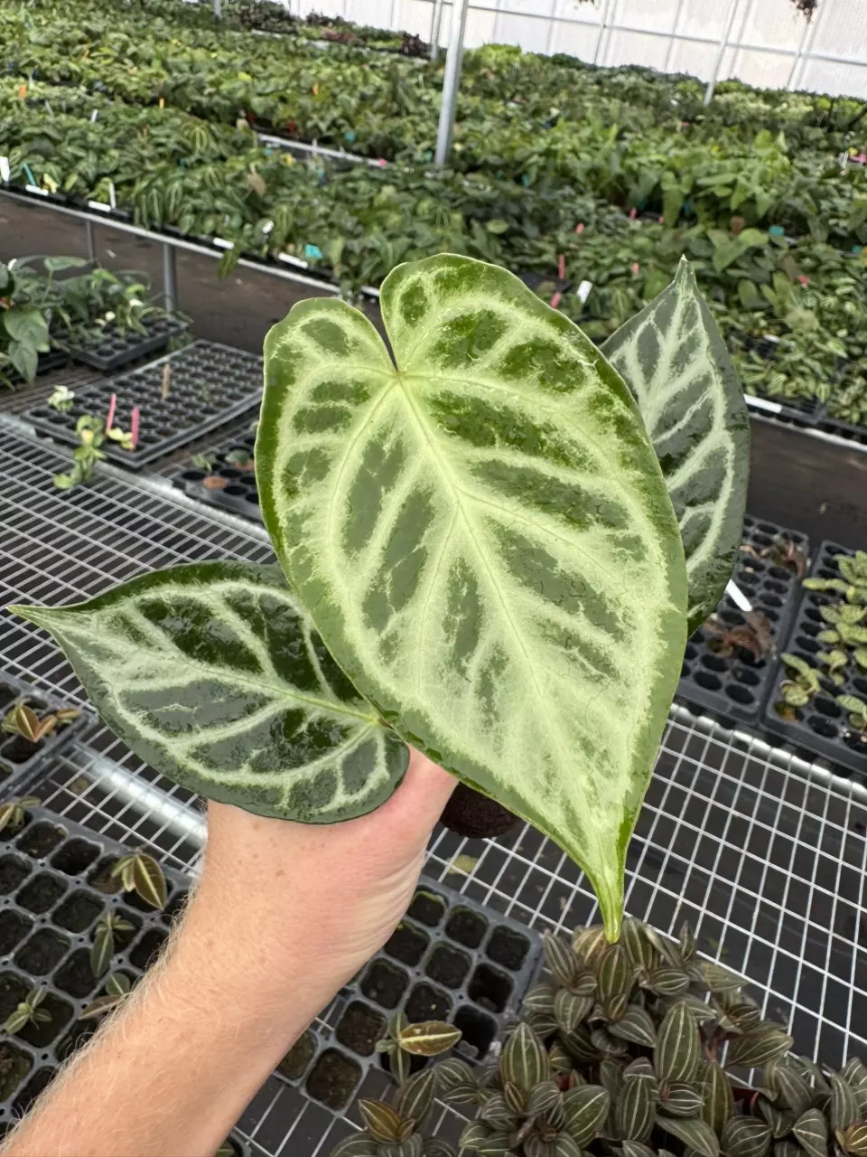 plant/Seed grown anthurium crystallinum red silver starter plant growers choice-1
