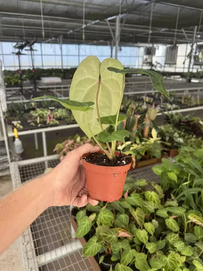 plant/Anthurium dark phoenix x crystallinum dark form 4” pot growers choice-6-thumbnail