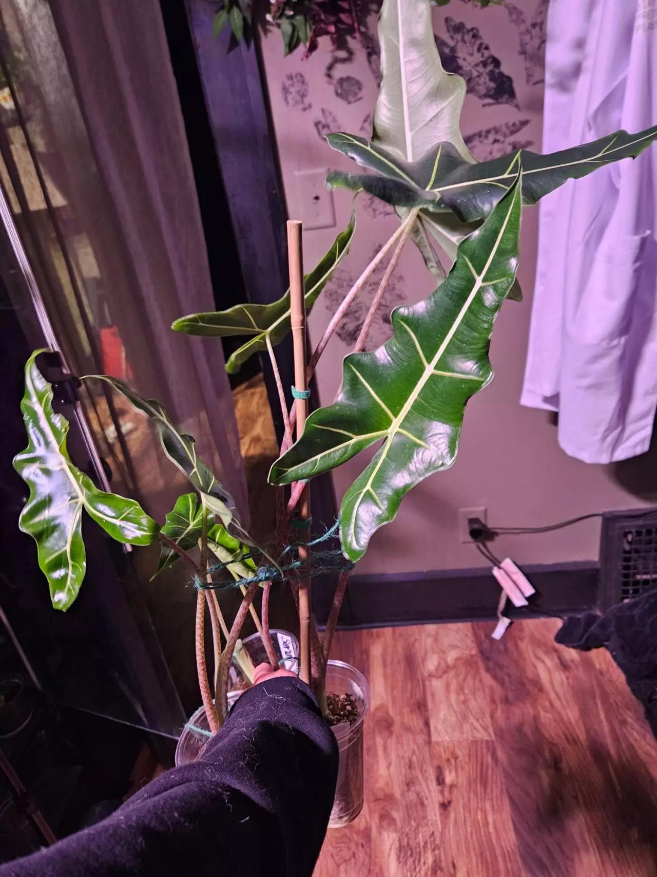 plant/Alocasia bundle-0