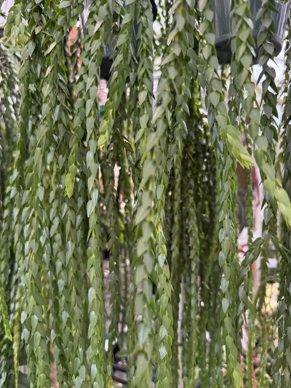 plant/XL Huperzia Hang Hong (full & bushy)-1