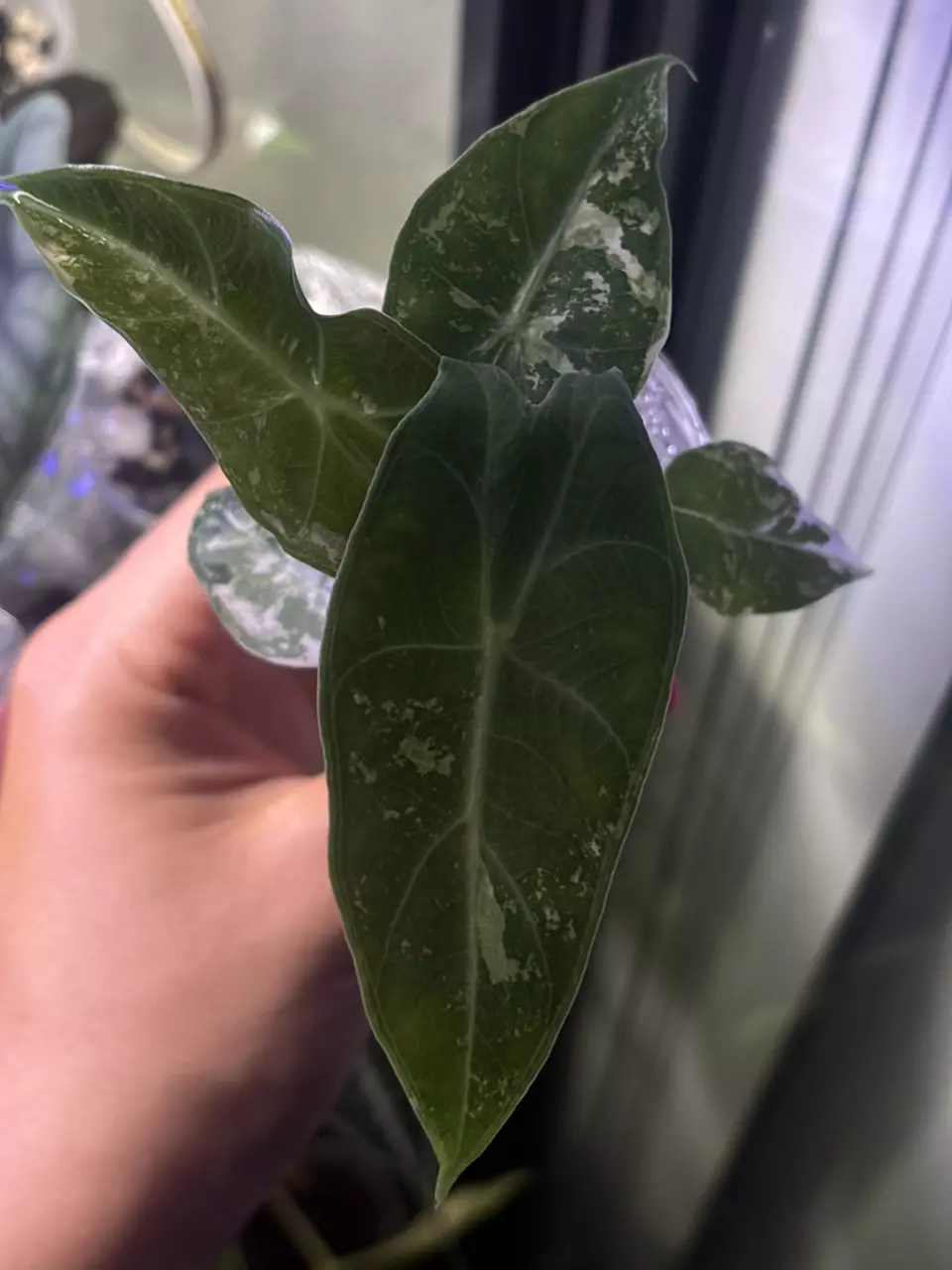 plant/Pink Dragon Albo Pup-0