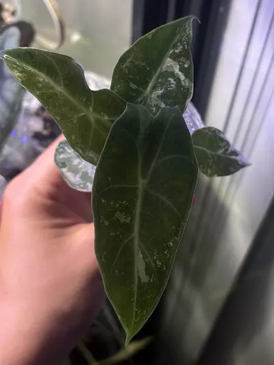 plant/Pink Dragon Albo Pup-0-thumbnail