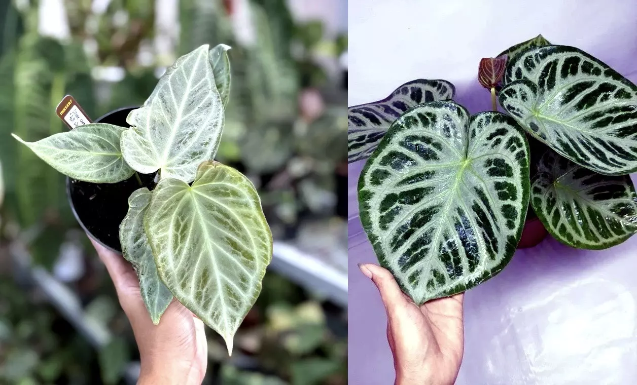 plant/Seed grown anthurium silver chrome X dorayaki silver starter plant growers choic-0