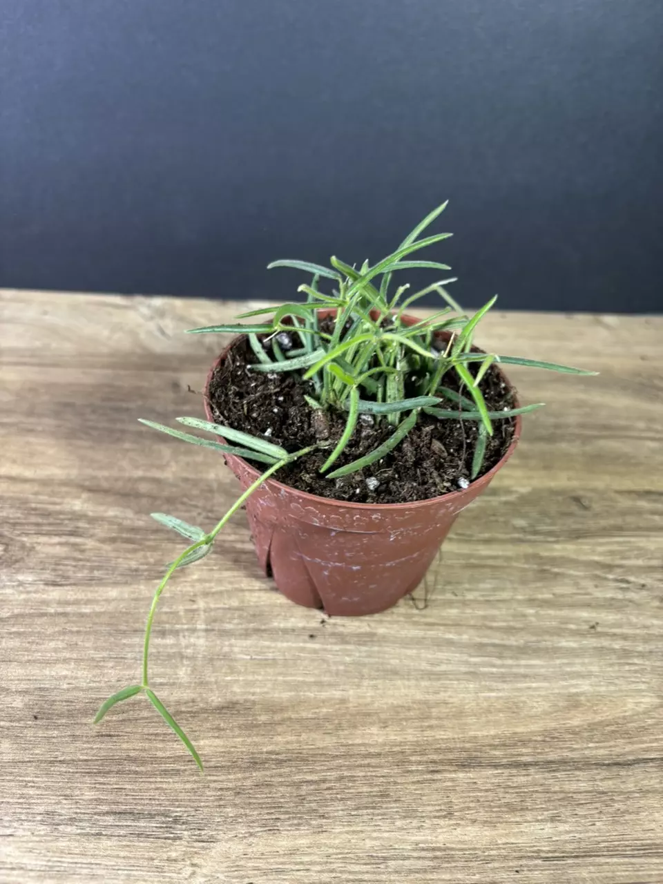 plant/Hoya Linearis 4” - grower’s choice-0