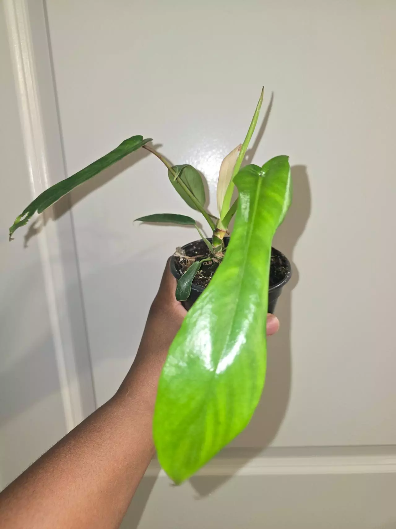 plant/Philodendron Joepii-0