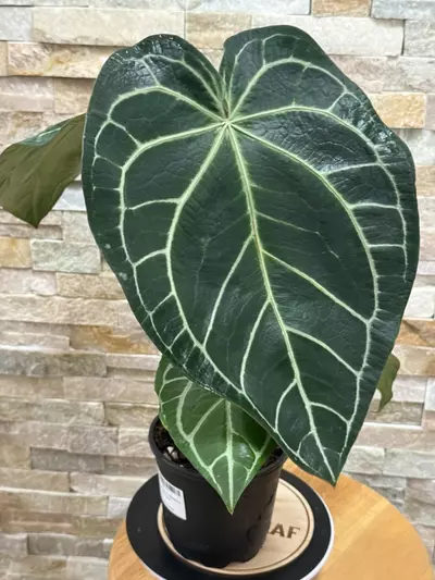 plant/Anthurium (Black Widow x Michelle) X (Michelle x Zara)-1-thumbnail