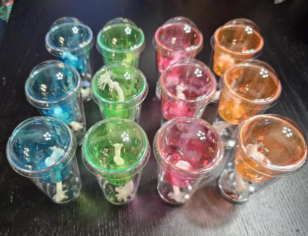 plant/12 Corm Cups-0