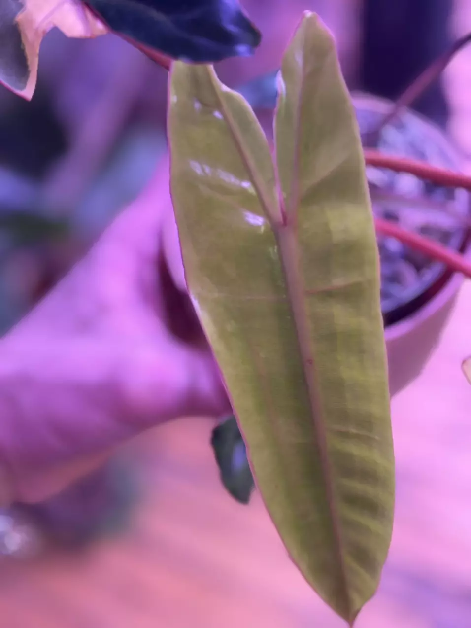 plant/Variegated Billie (not tc)-3