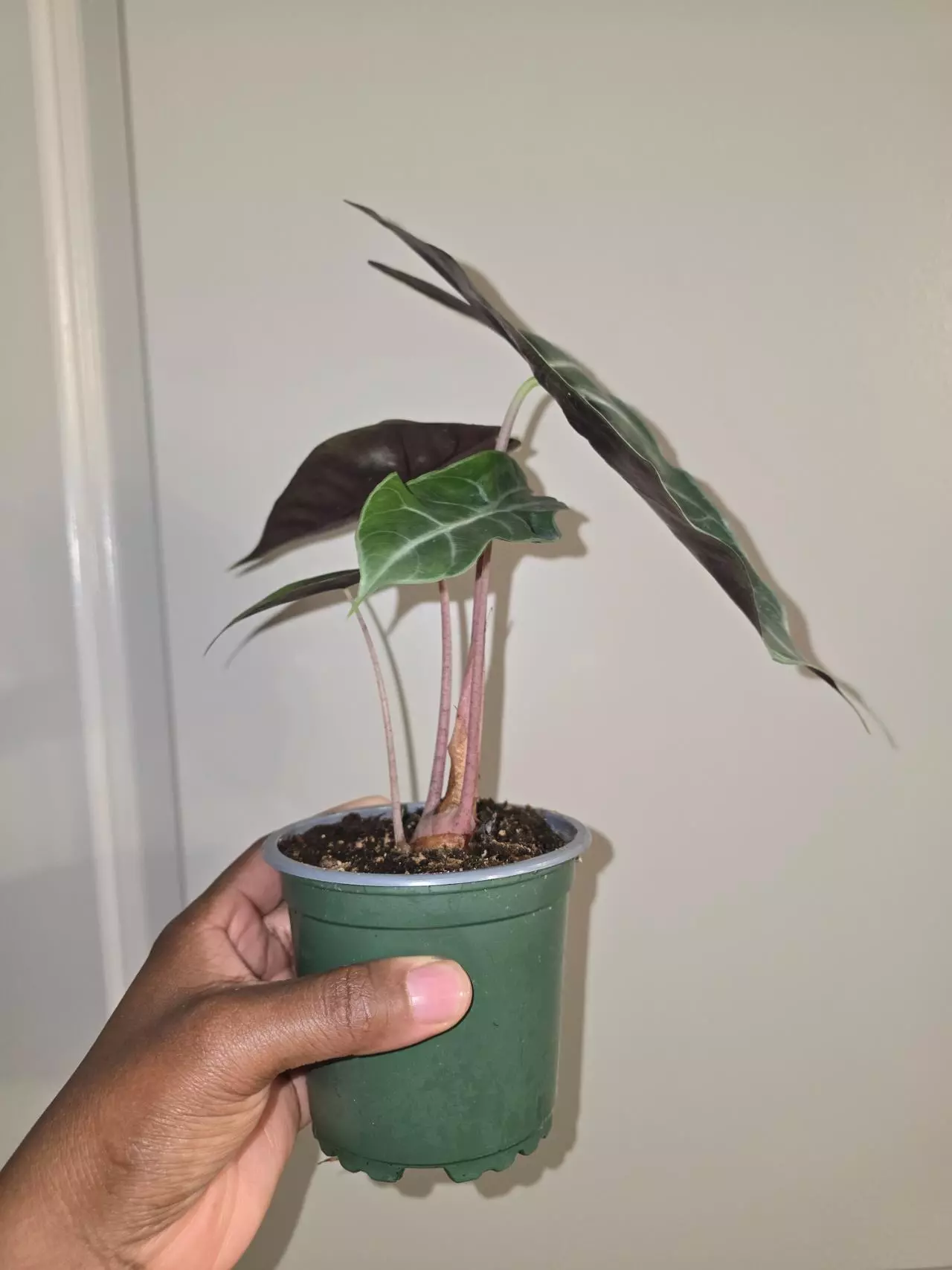 plant/Alocasia Pink Princess in 4 inch pot.-1