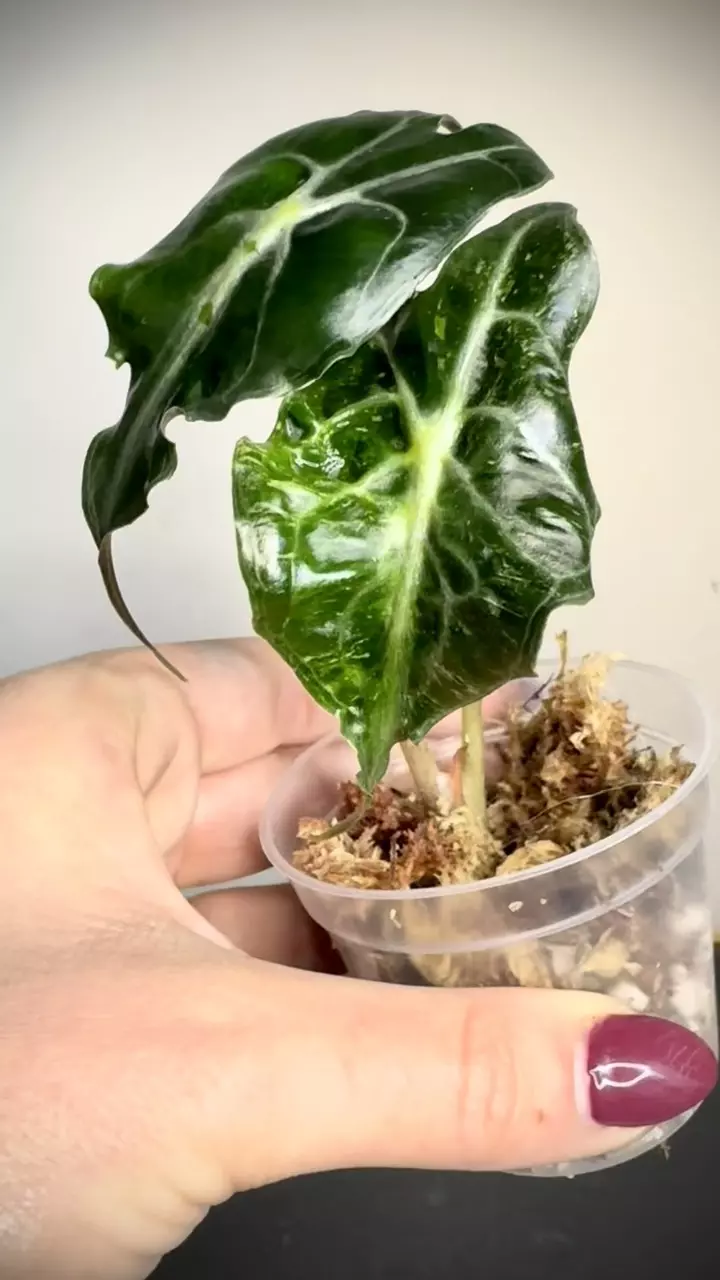plant/Alocasia Venom Variegated - read description-1