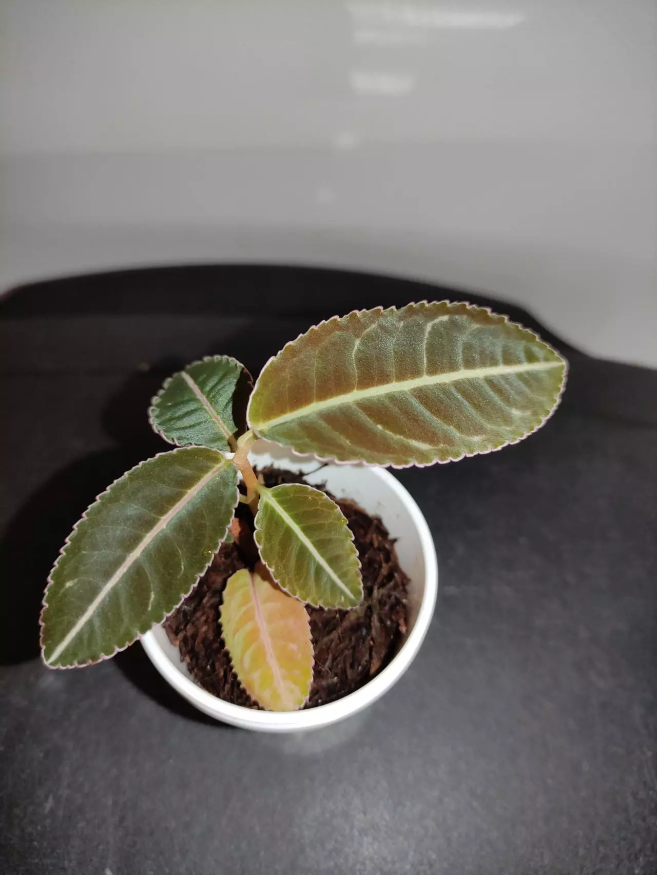 plant/Emblemantha urnulata (labisia sp Riau)-2