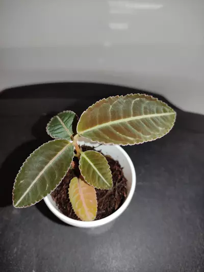 plant/Emblemantha urnulata (labisia sp Riau)-2-thumbnail