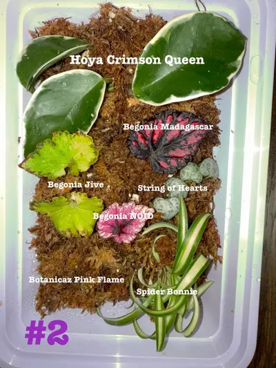 plant/Rare Begonia, Hoya, String of Hearts Cutting Box: Rooting Starter Kit-0-thumbnail