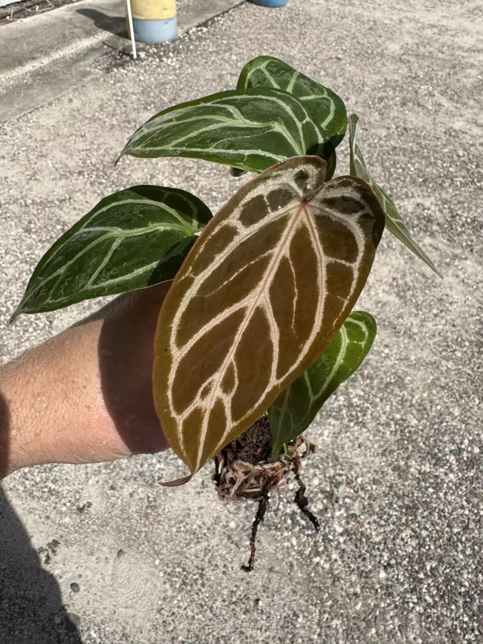 plant/Seed grown anthurium silver hope x Warocqueanum starter plant growers choice-1