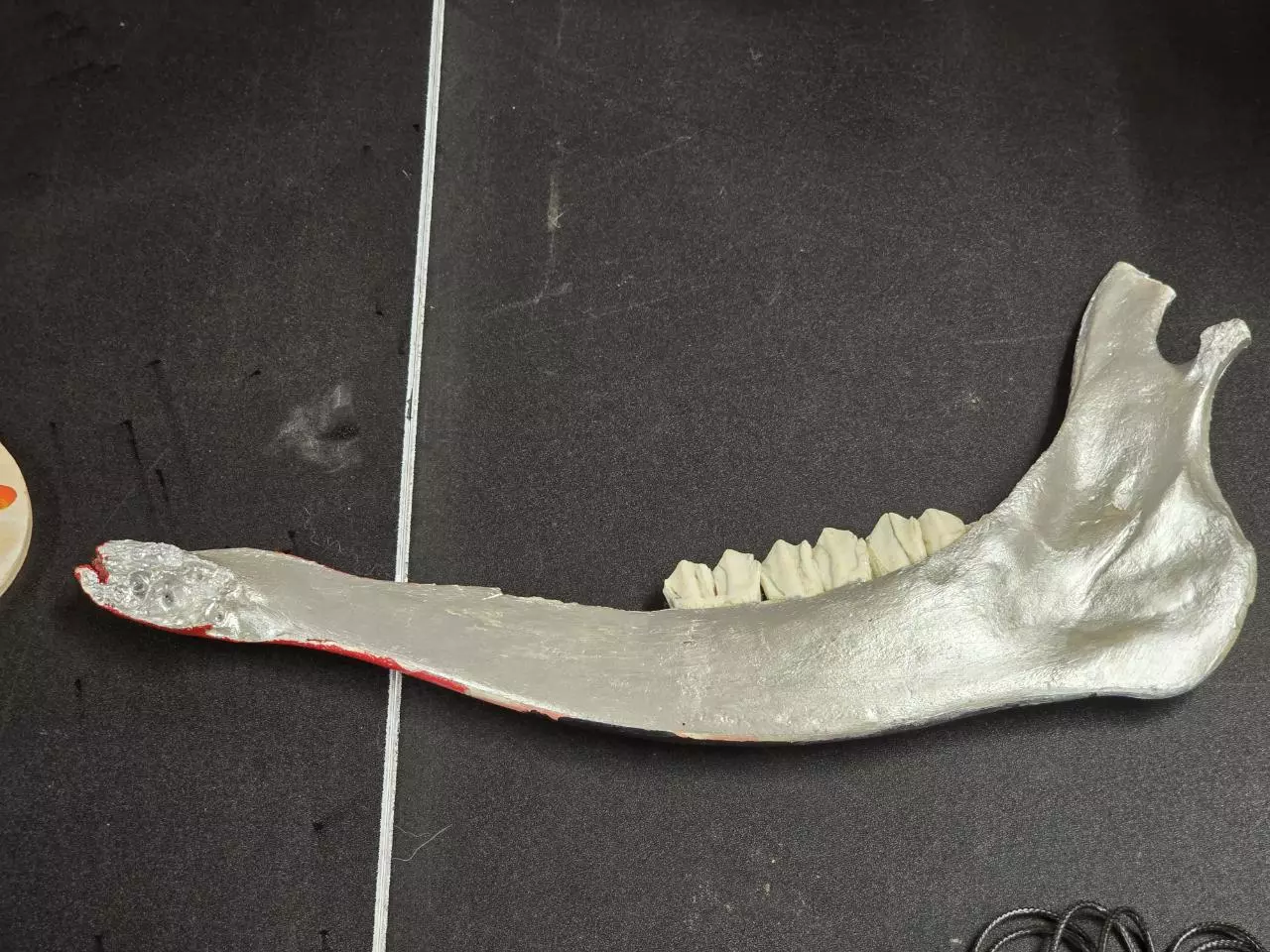 plant/Hand painted jaw bone-1