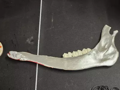 plant/Hand painted jaw bone-1-thumbnail