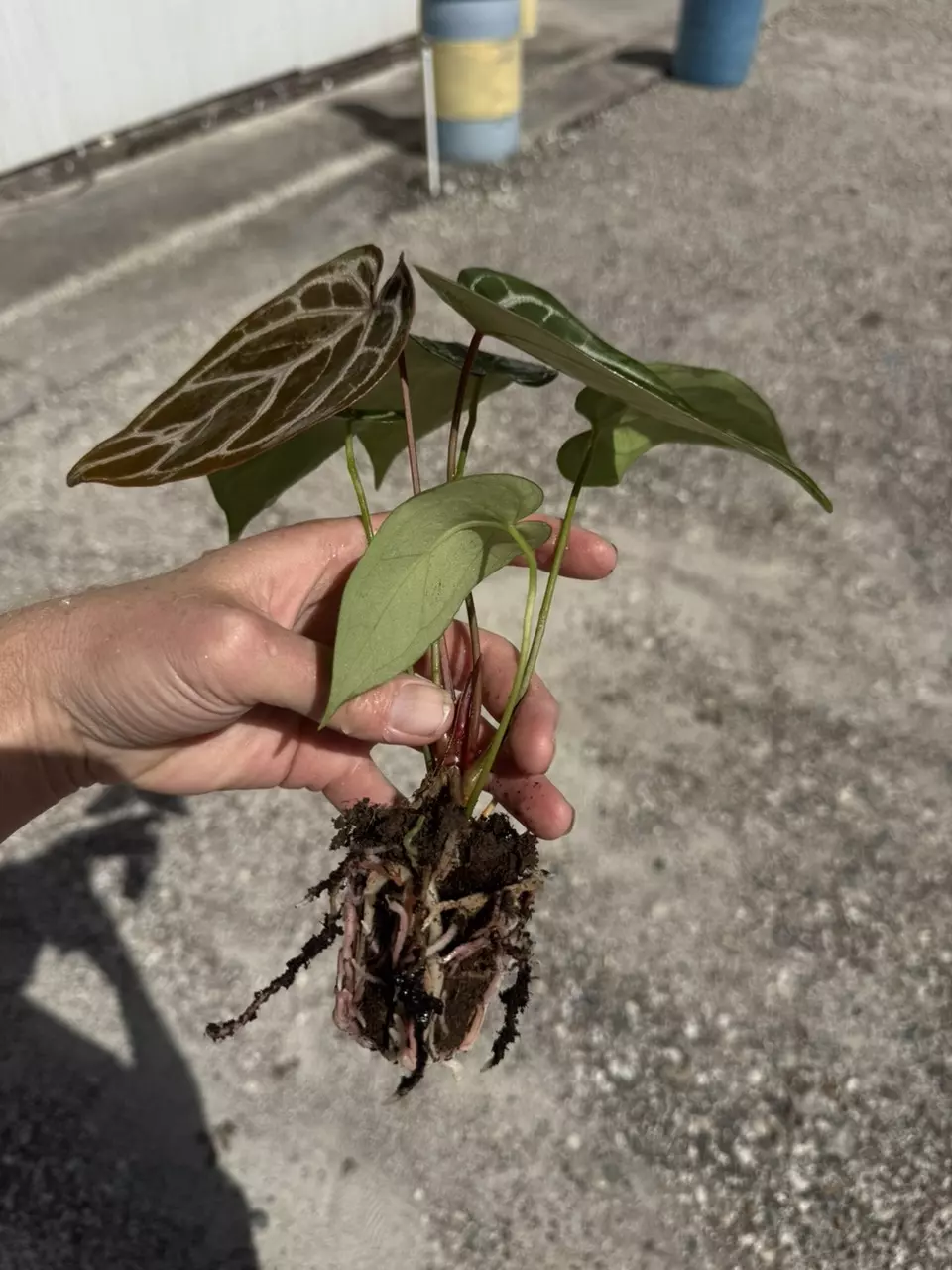 plant/Seed grown anthurium silver hope x Warocqueanum starter plant growers choice-6