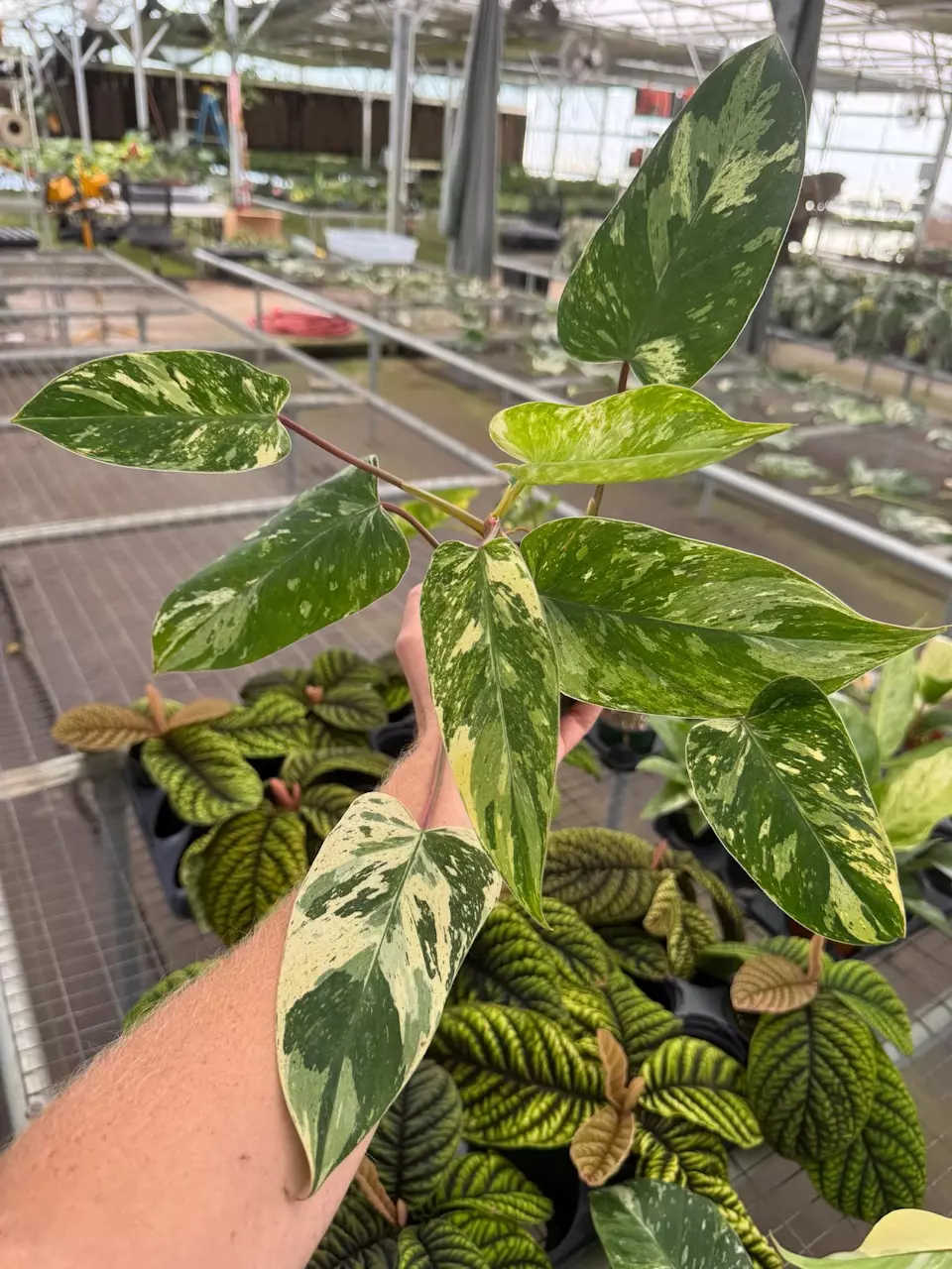 plant/Emerald king 4” pot growers choice-1