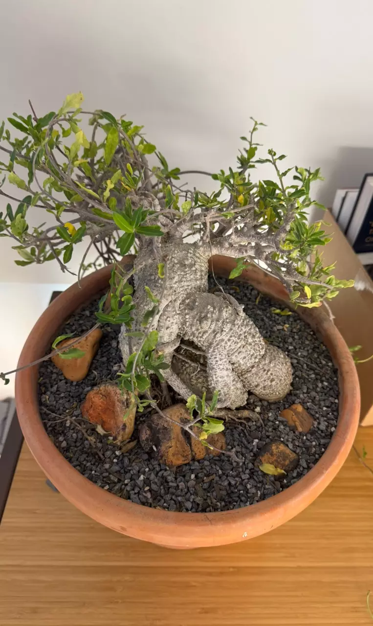 plant/Huge, Mature, Fockea Edulis Specimen-0