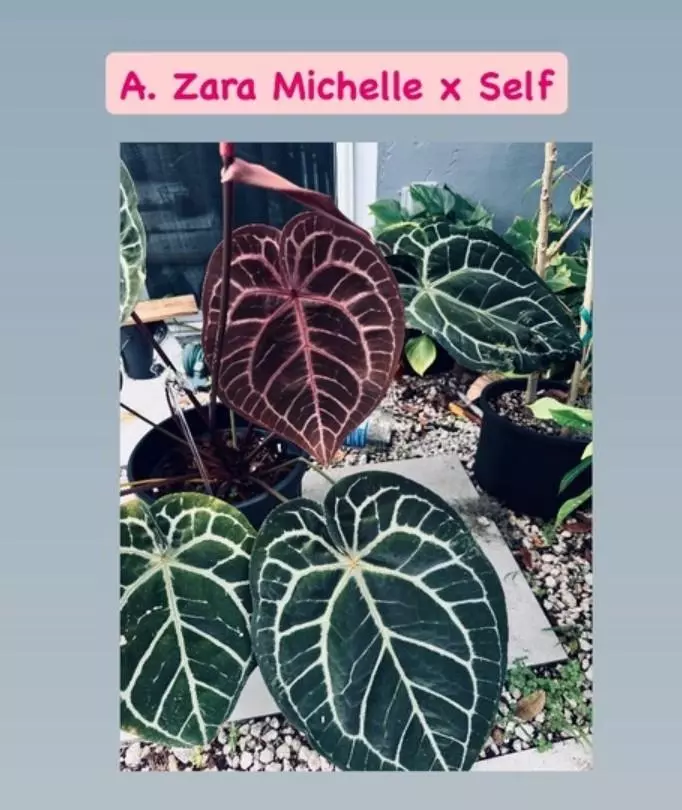 plant/Zara Michelle x Self 2-3 leaf seedling-0
