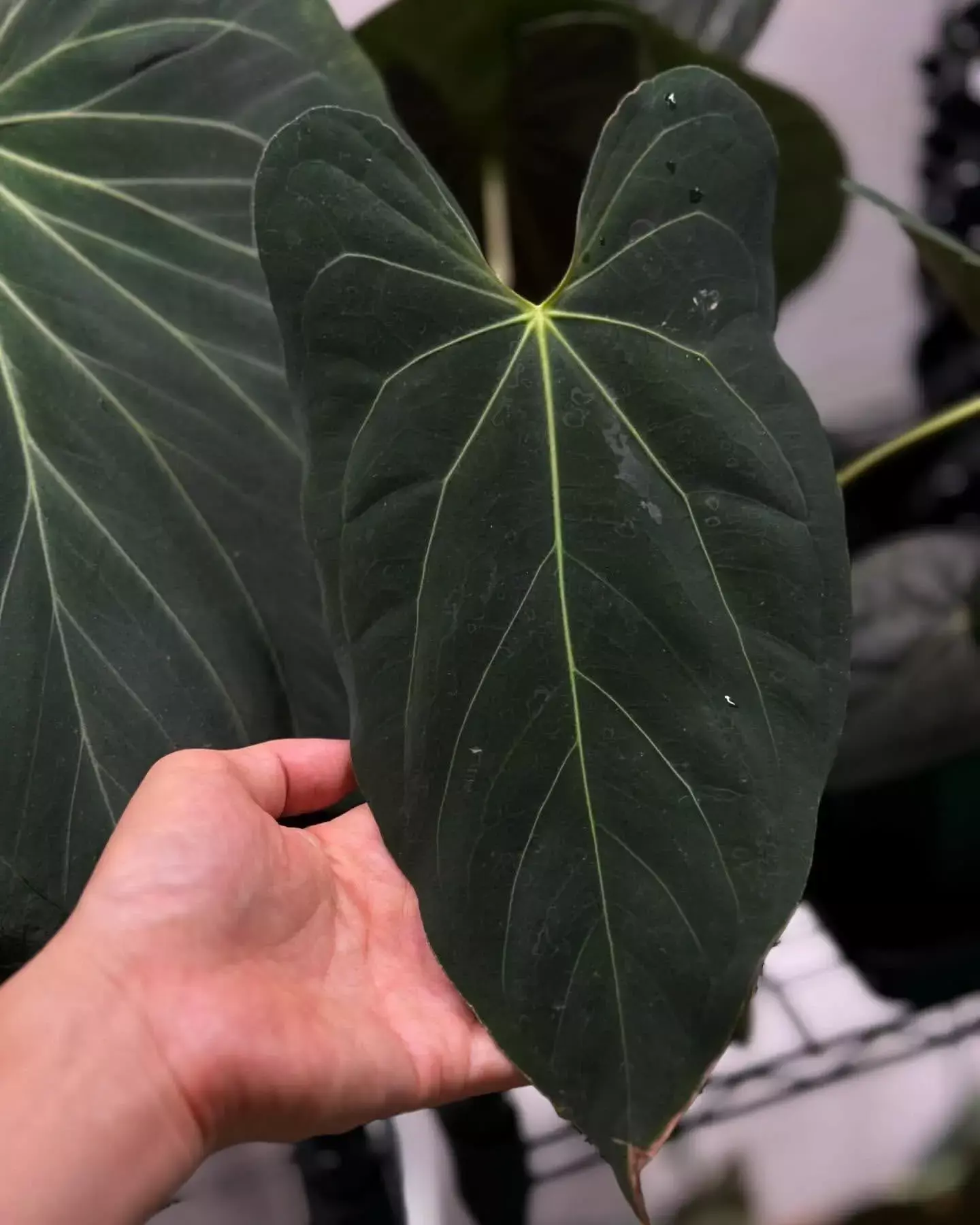 plant/seed grown Anthurium Papillilaminum Legend starter plant growers choice-0