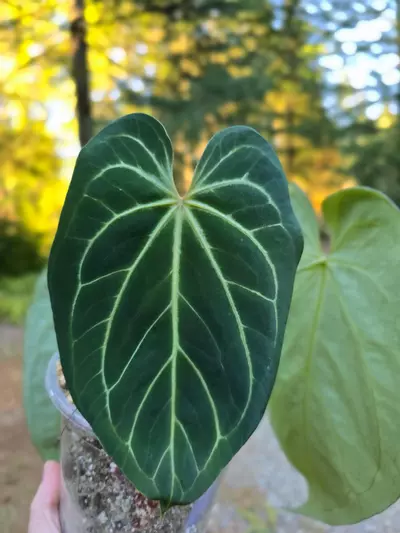 plant/*Anthurium Bundle*-0-thumbnail