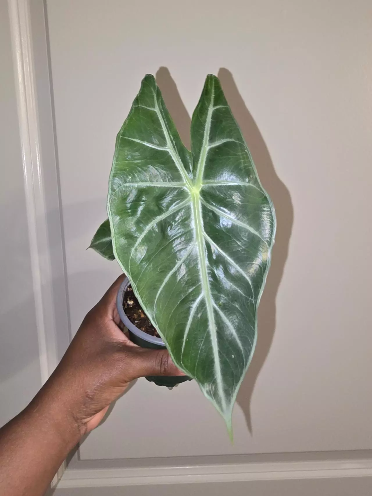 plant/Alocasia Pink Princess in 4 inch pot.-0
