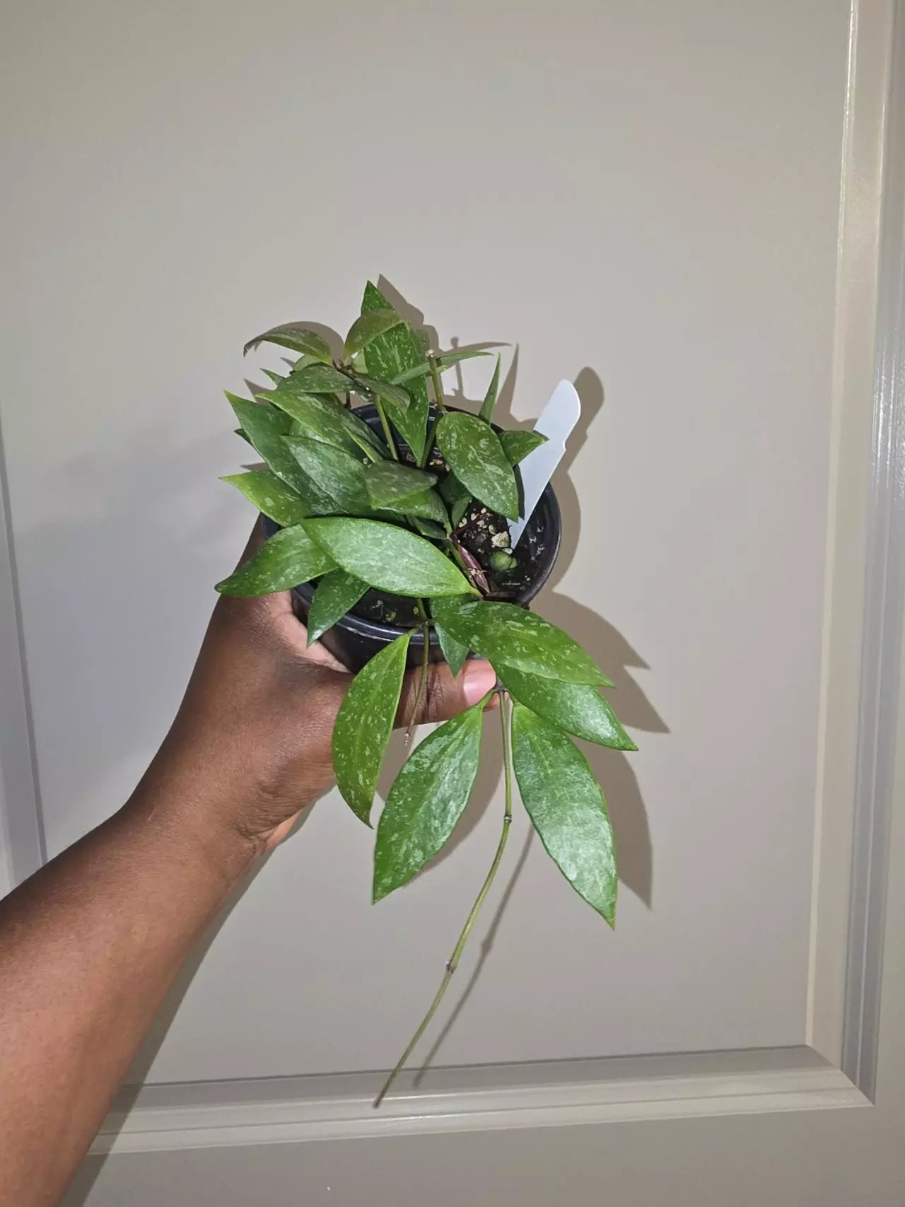 plant/Hoya Gracilis in 4 inch pot.-1