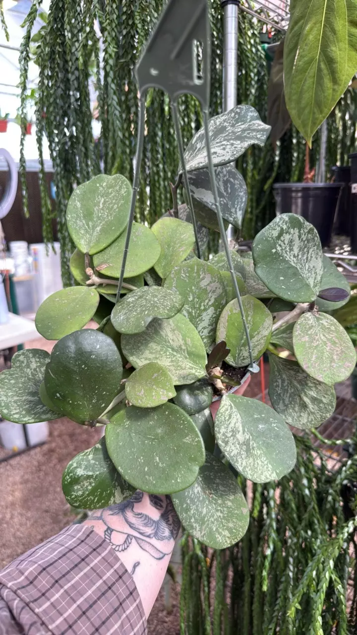 plant/6” Obovata Splash (lovers choice)-0