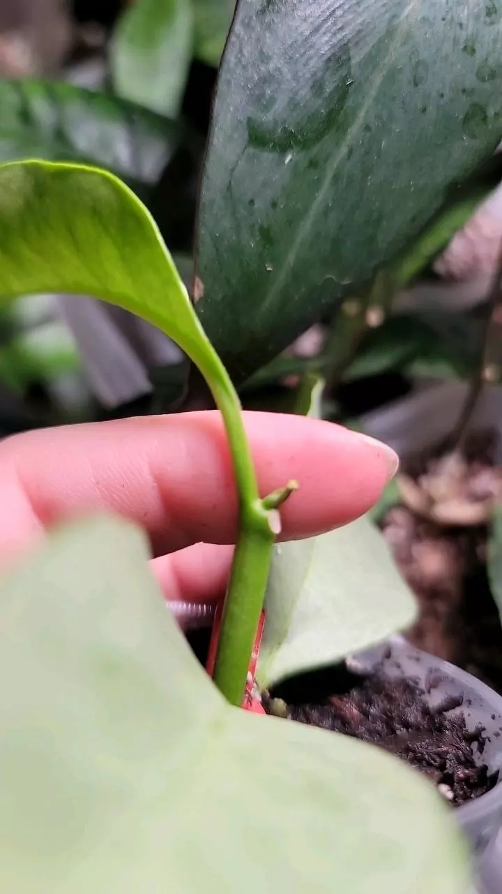 plant/Hoya Multiflora Wonderphil C-1