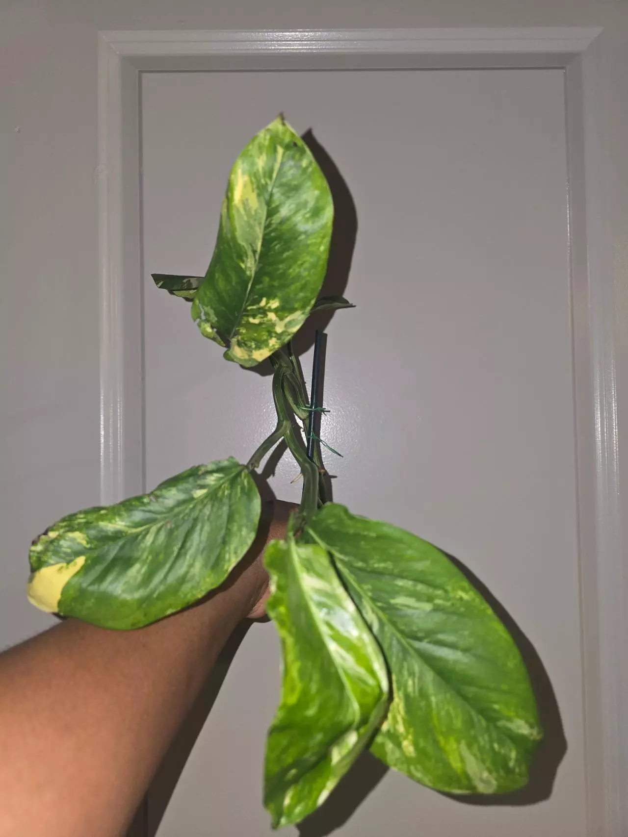 plant/Monstera Lechleriana Albo (Monstera Maxima) in 4 inch pot.-0