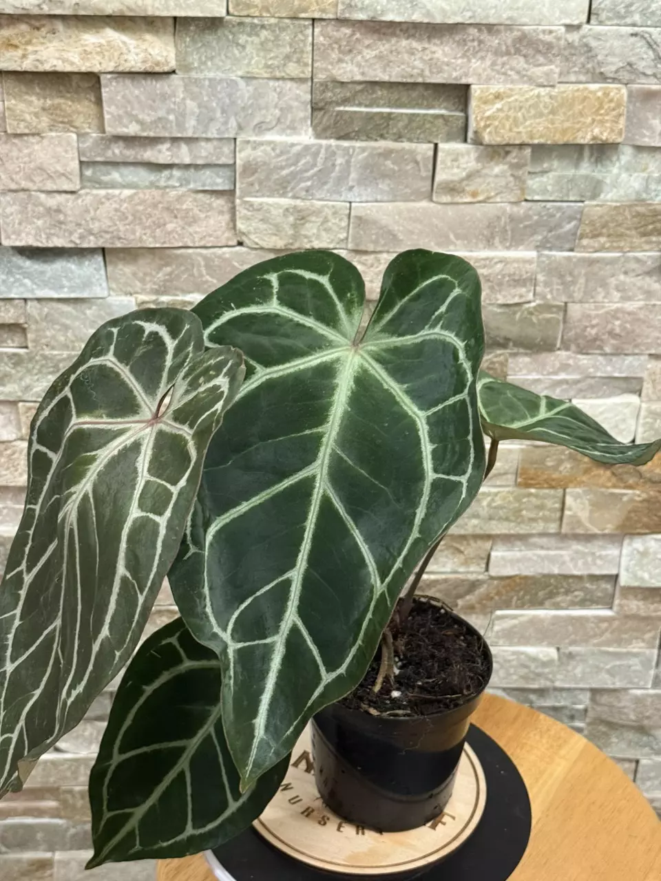 plant/Anthurium (RC x Dorayaki) X ( RC F3)-2