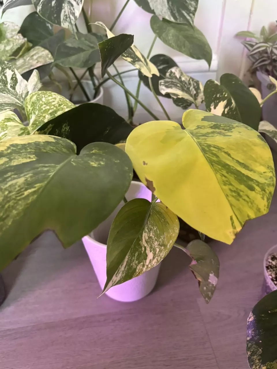 plant/Monstera Pom Pom-3