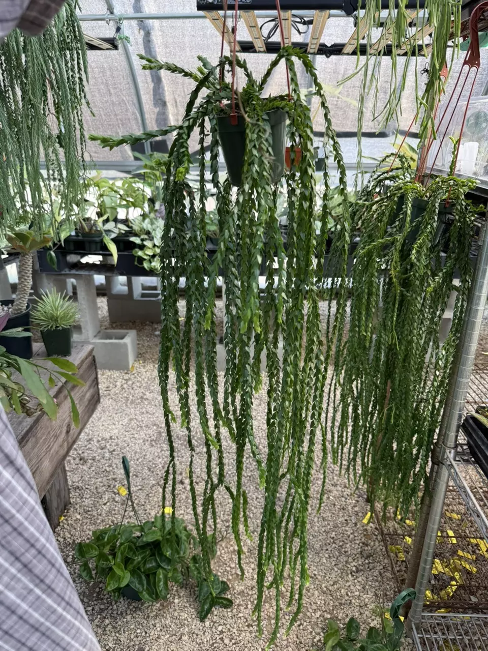 plant/XL Huperzia Hang Hong (long)-0